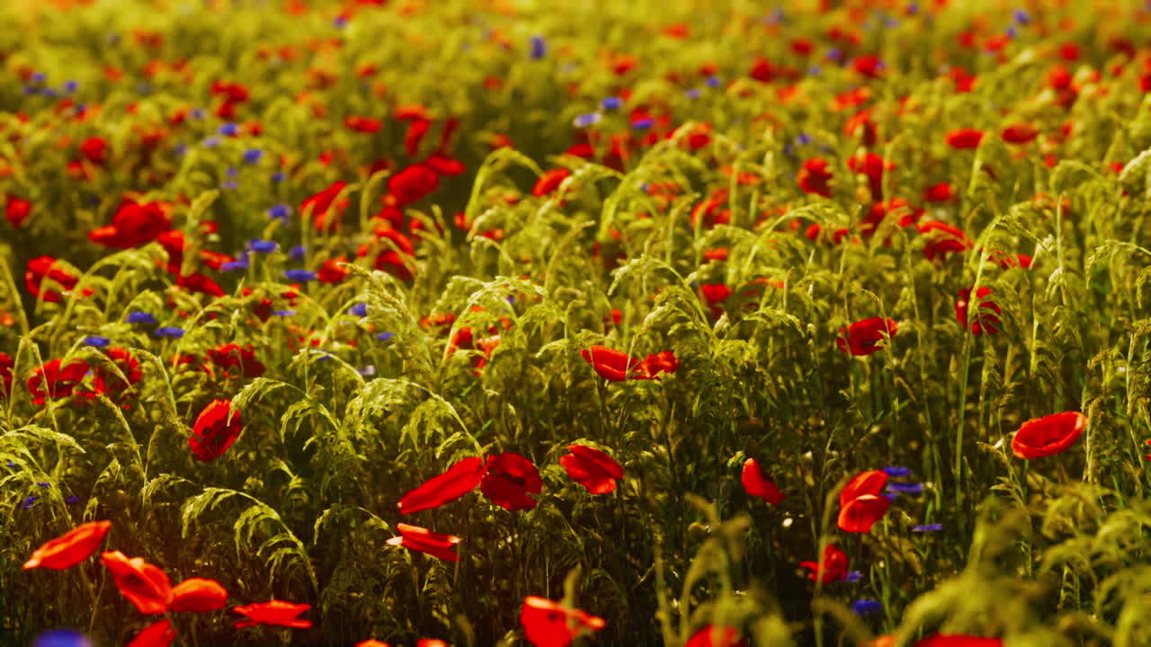 jardín de flores silvestres con amapolas con la luz del sol de la mañana