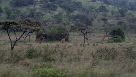 distant tower herd of giraffes at akagera national park rwanda africa