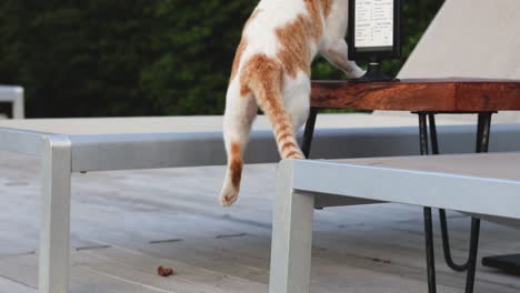 cat interacts with a digital tablet on a table