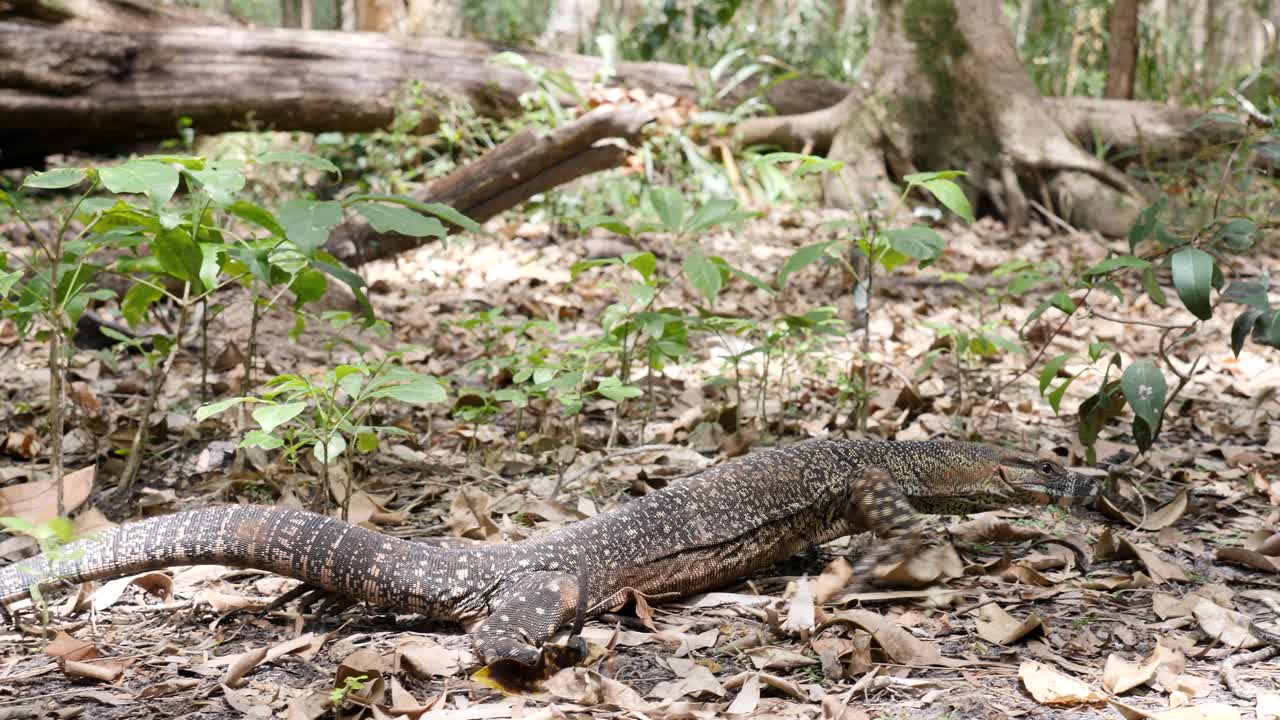 goanna nativa australiana moviéndose lentamente a través de los matorrales del interior