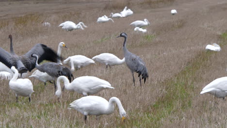 hermosas grullas grises rodeadas de muchos gansos blancos en el campo agrícola, vista manual