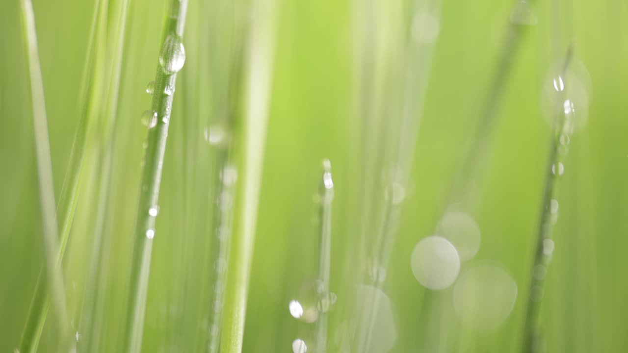 녹색 잔디 클로즈업 슈퍼 매크로 촬영.