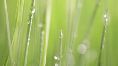 green grass close-up super macro shooting.