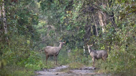 Dos-Ciervos-Sambar-Parados-Con-Cautela-En-Un-Camino-De-Tierra-En-El-Parque-Nacional-De-Chitwan-Y-Probando-La-Brisa-En-Busca-De-Signos-De-Peligro