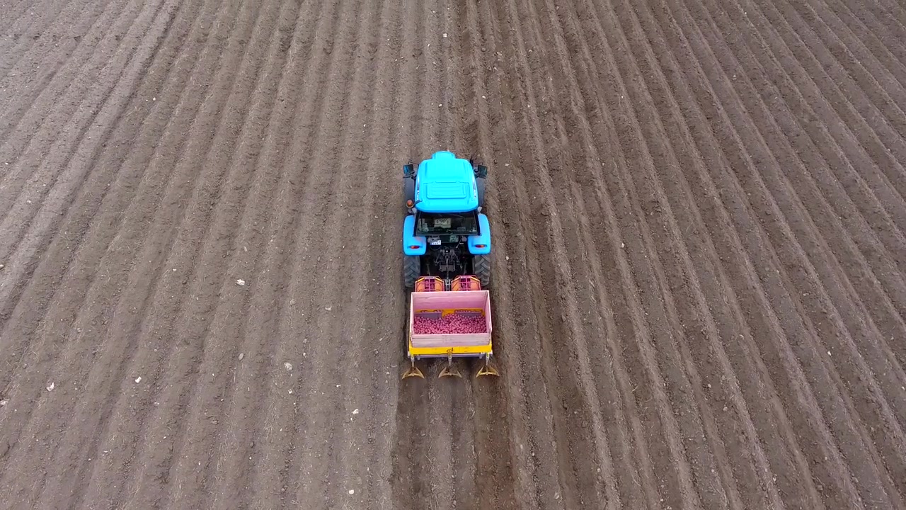Trattore blu che pianta patate in un vasto campo