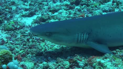 tiburón de punta blanca descansando sobre arrecifes de coral abriendo la boca