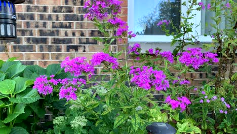 beautiful humming bird moth near a purple pink flower, no person