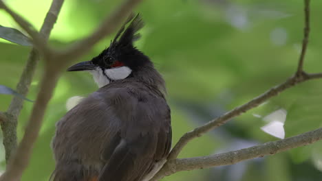 bulbul de bigotes rojos cerrar uo retrato