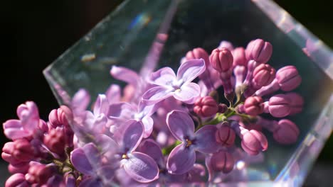 delicate lilac flowers arranged with a crystal prism, creating beautiful reflections and highlighting their vibrant colors in a serene outdoor setting during daylight.