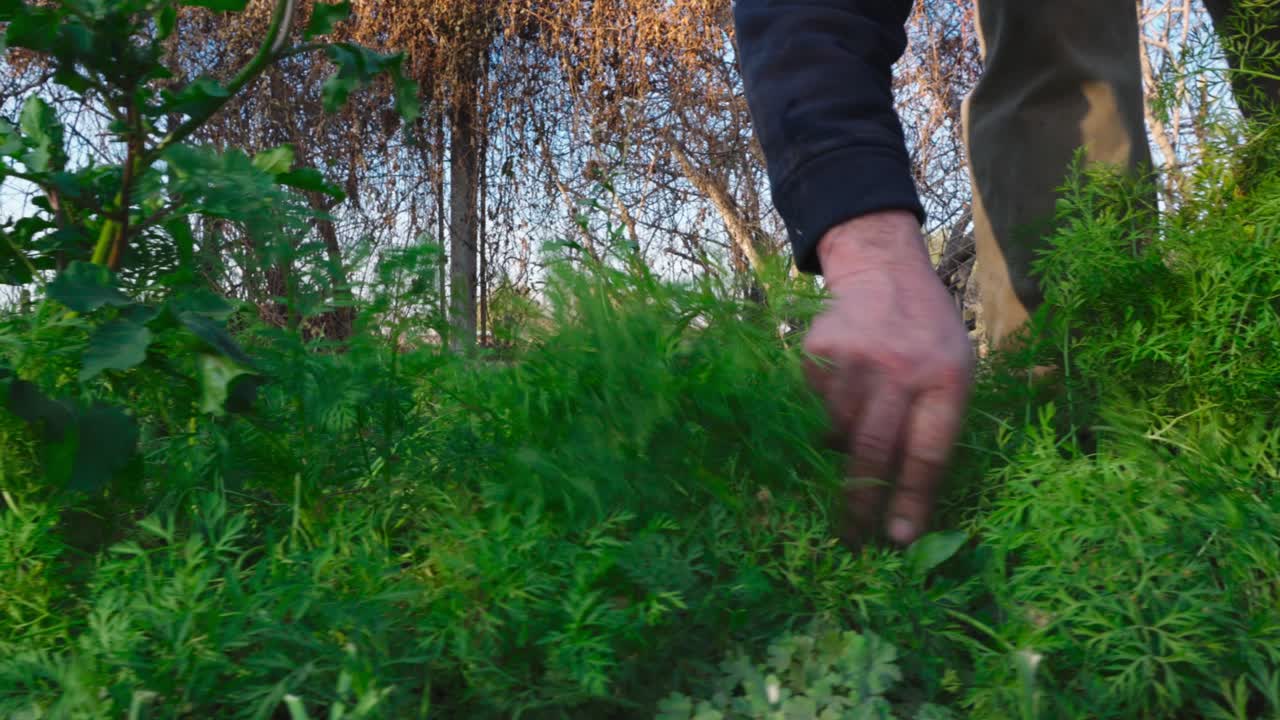 유기농 정원에서 당근을 땅에서 뽑는 남자