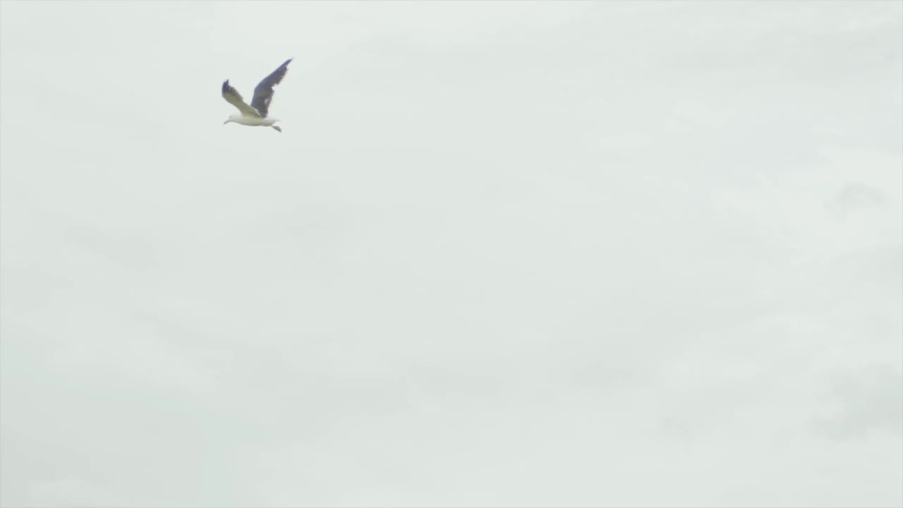 преследование одной птицы, летящей в небе к земле вверх и вниз