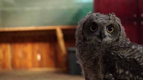 An-owl-moves-it's-head-up-and-down,-not-looking-at-the-camera