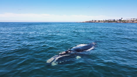 close up aerial of whales logging in calm ocean of walker bay, hermanus