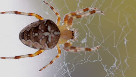 macro shot of orange colored araneus spider in web net during sunny day