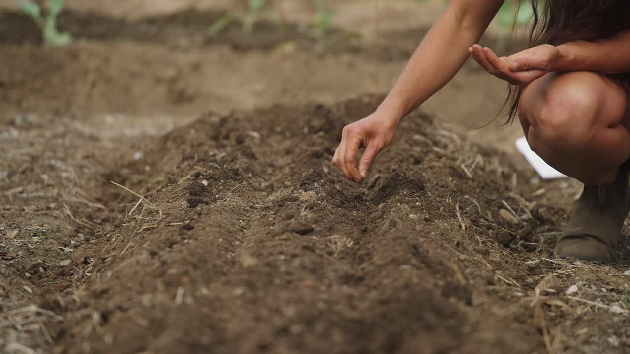 Farmer woman planting rows of seeds k p