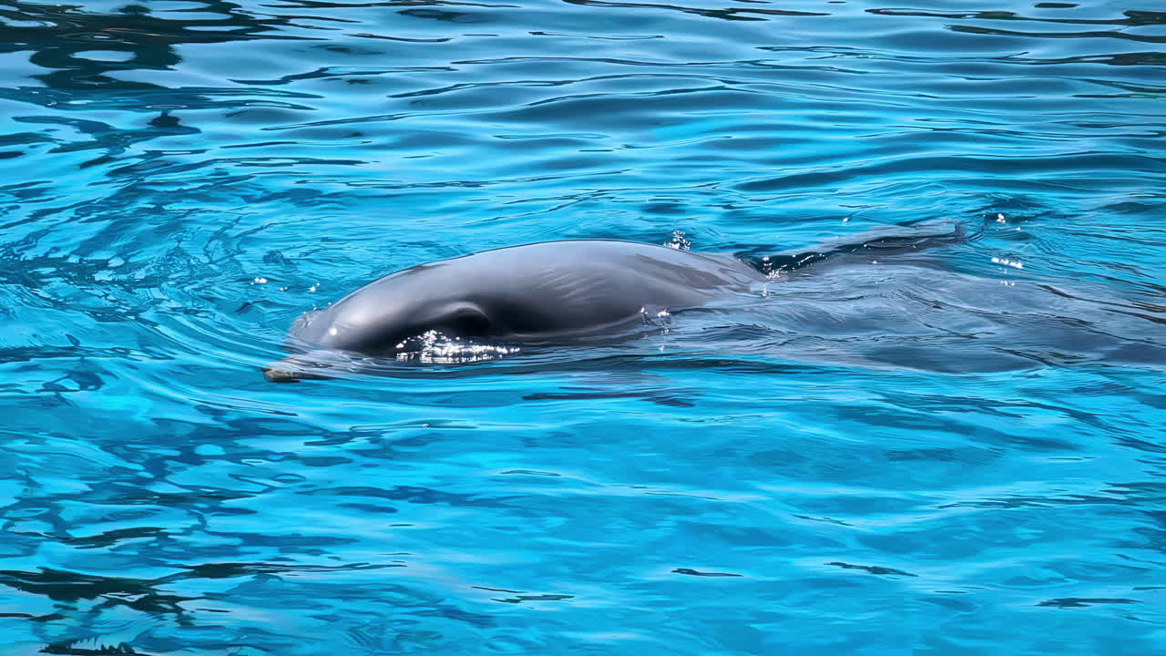 돌고래가 물 속에서 놀고 굴러가는 모습 - 느린 동작으로 고립된 근접 사진