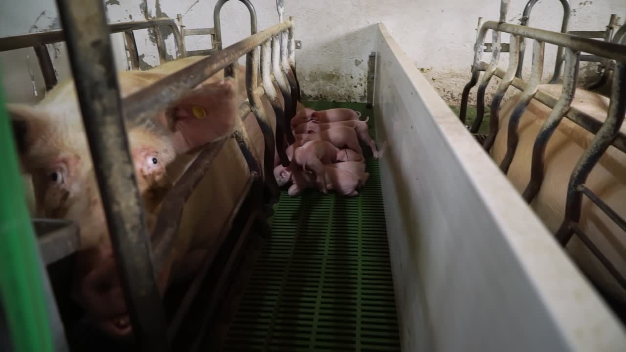 Piglets feeding from mother sow in farrowing crate