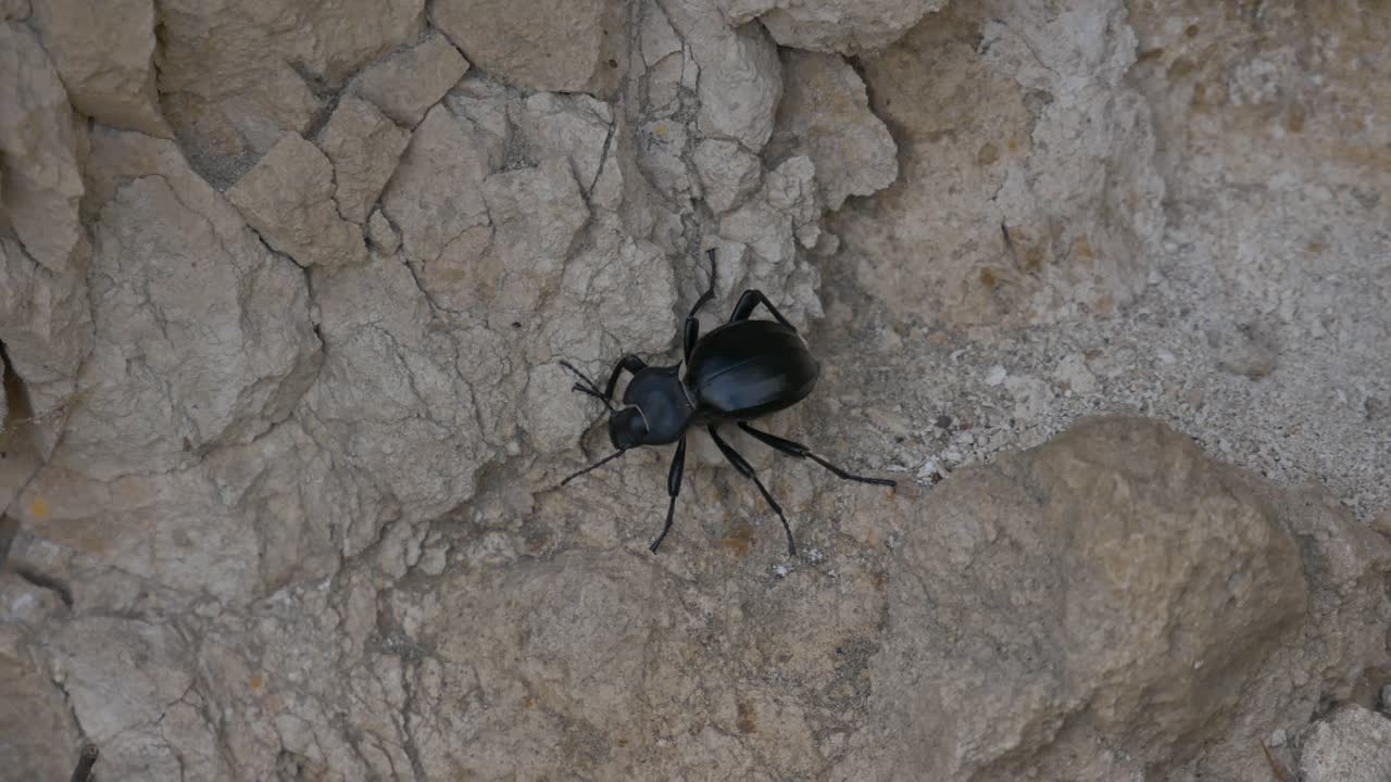 un primer plano de un escarabajo tenebriónido caminando sobre rocas