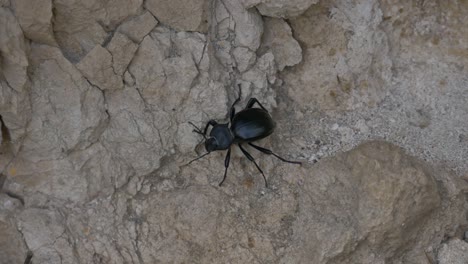 A-close-up-shot-of-a-tenebrionid-beetle-walking-over-rocks