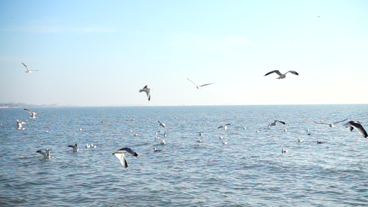 カモメと海。スローモーション。