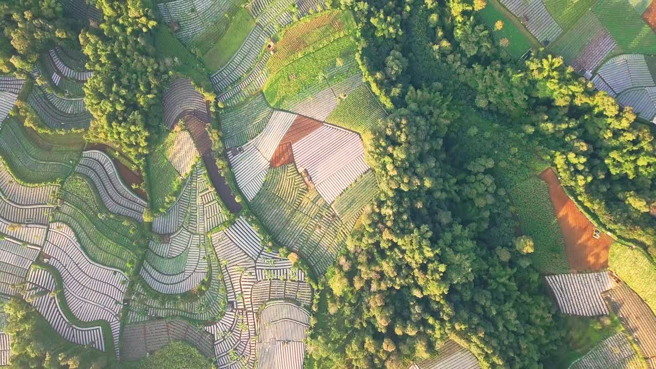 晴れた日中に様々な色と模様で広がる美しい野菜畑の空撮 - 中部ジャワ、スンビン山