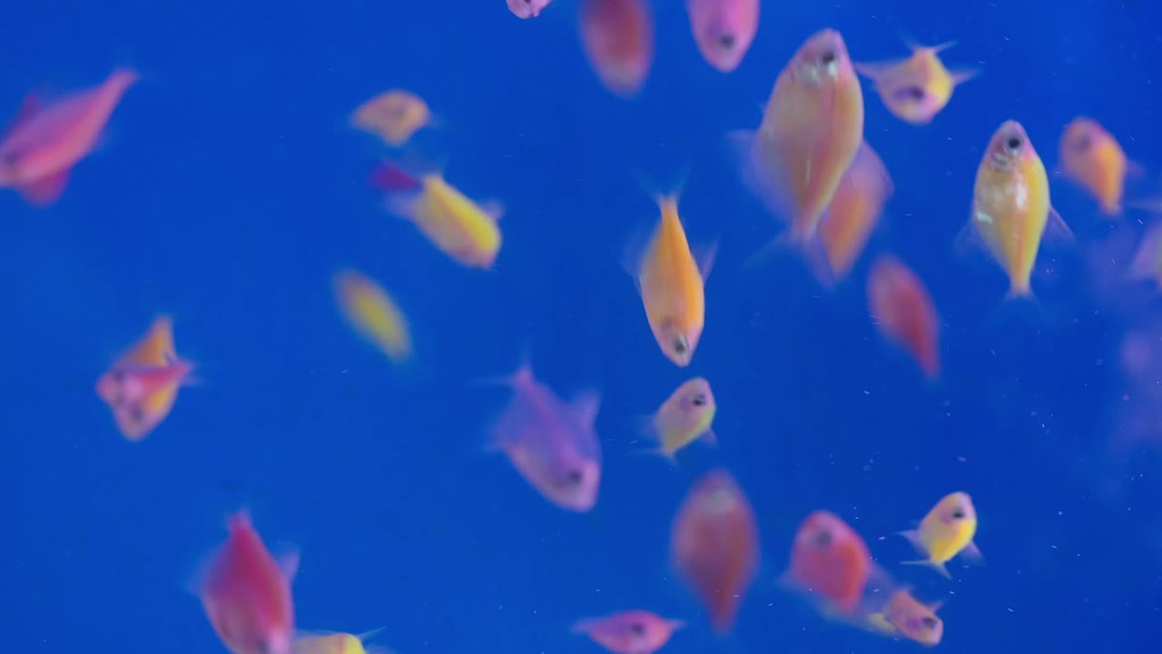 peces de colores en el acuario