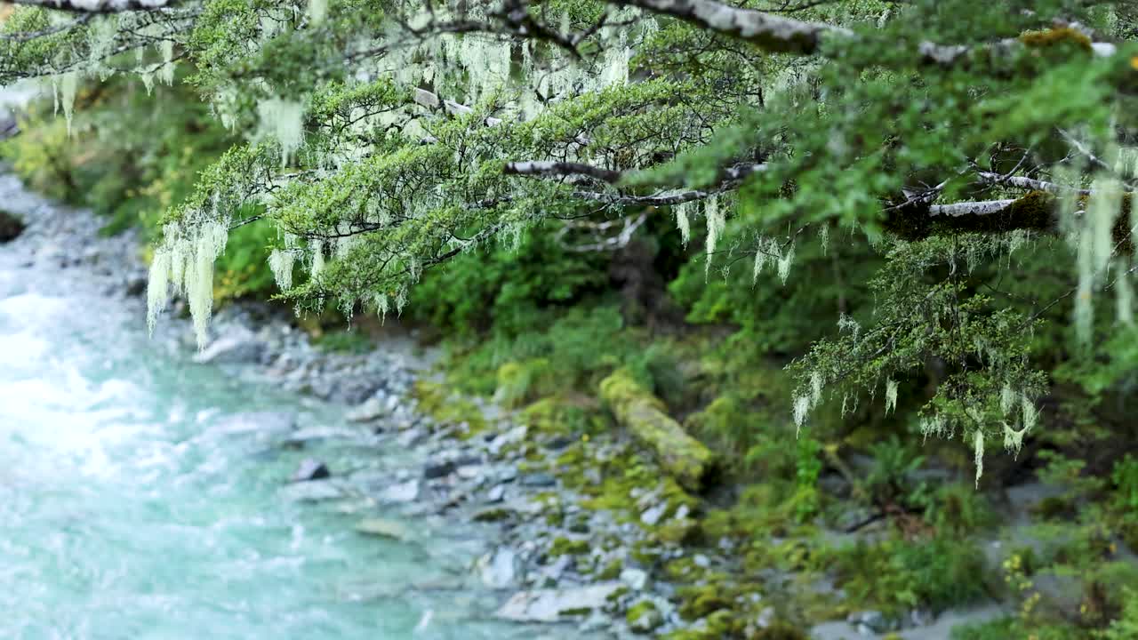 Clear turquoise stream winds through dense, mossy rainforest with overhanging branches. Soft natural daylight, steady camera, tranquil and immersive mood