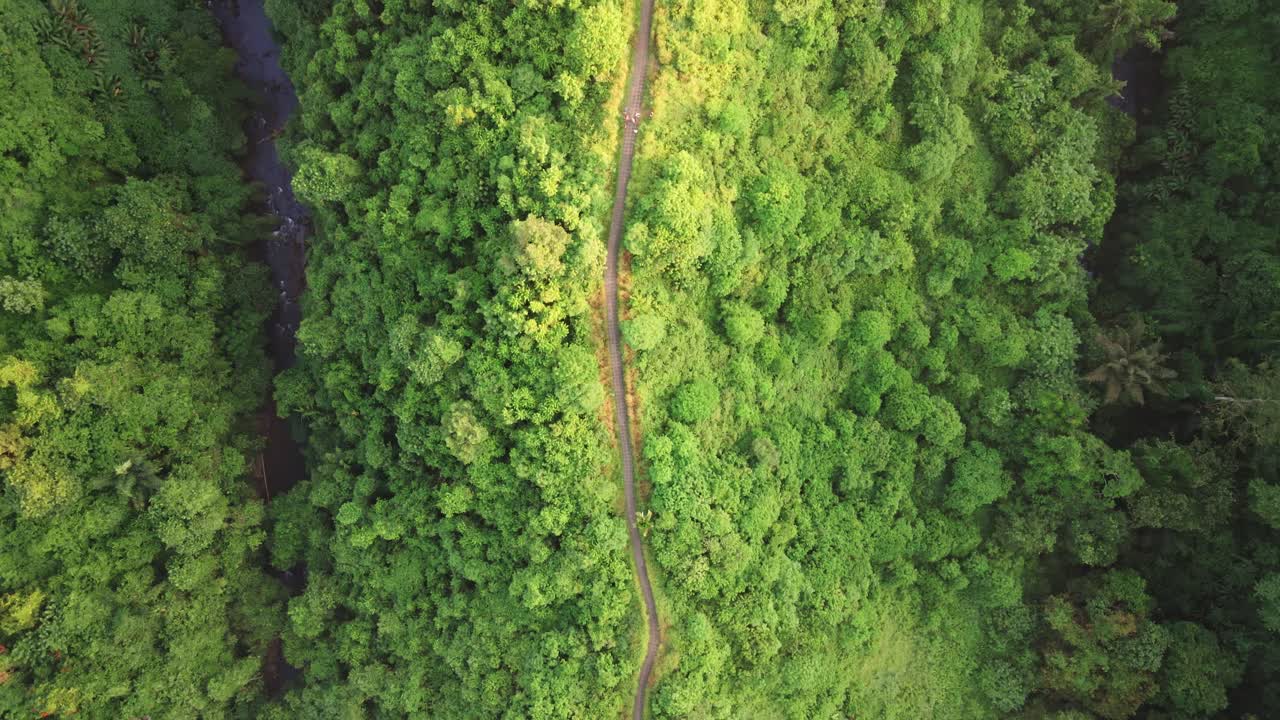 vista de arriba hacia abajo de drones de una pista de jogging rodeada de naturaleza, selva tropical durante el amanecer