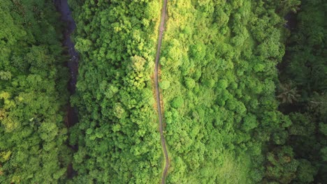 Top-down-drone-view-of-a-jogging-track-surrounded-by-nature,-rainforest-during-sunrise