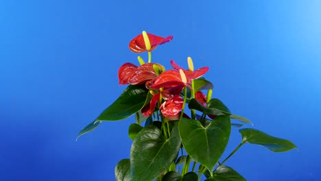 exotic flowers plant rotating - bluescreen for compositing