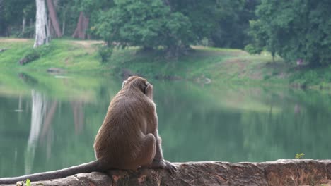 close shot of a monkey contemplating the meaning of life by the river