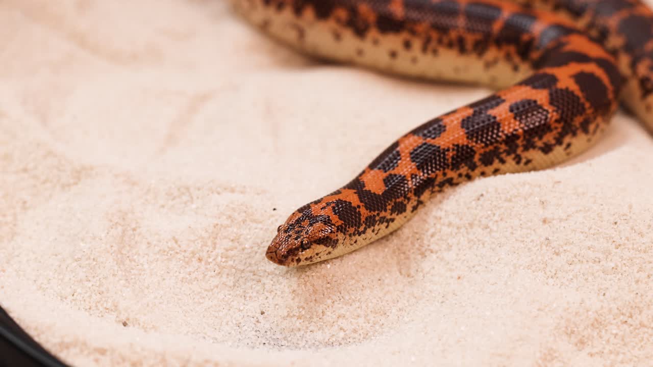 A Kenyan Sand Boa slithers across sand, showcasing its vibrant patterns. The scene is well-lit, highlighting the snake's movement