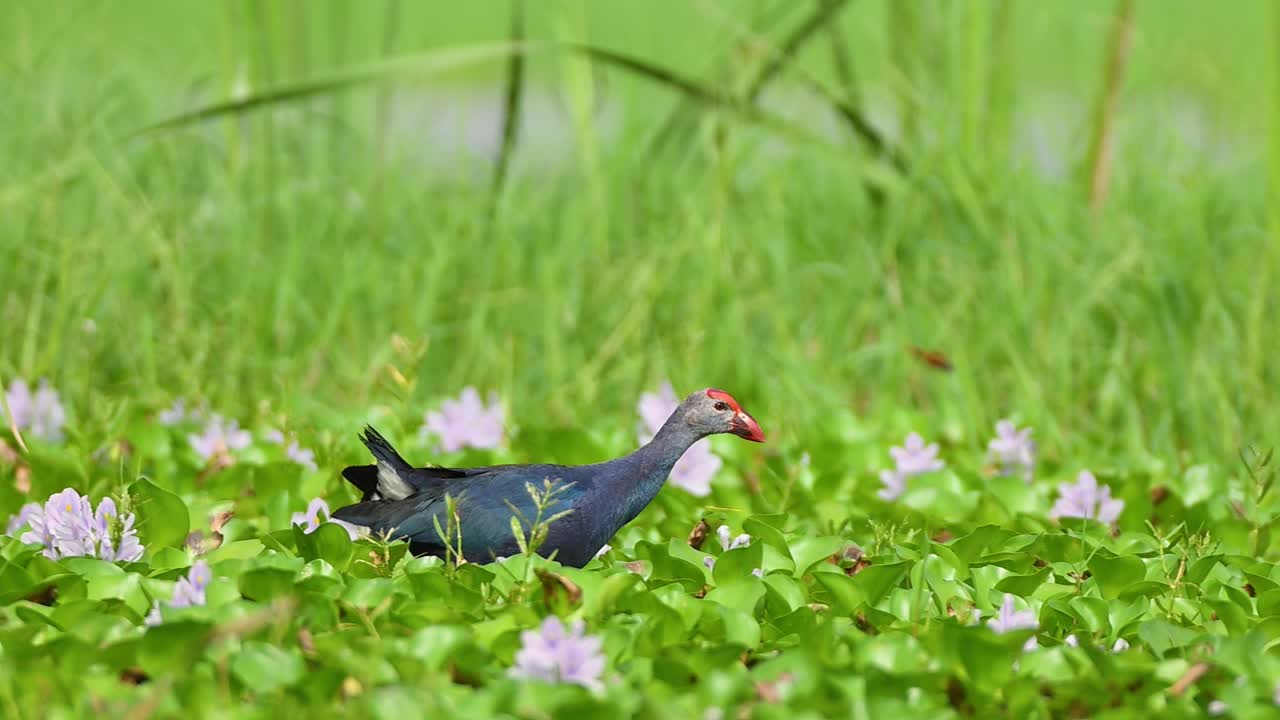Wading bird walks across shallow water fringed by bright wetland flowers
