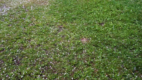 Large-hail-falls-on-the-green-grass.