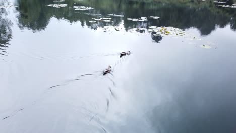 Patos-Nadando-En-El-Agua-Del-Lago,-Vista-Al-Lago-Kookal,-India