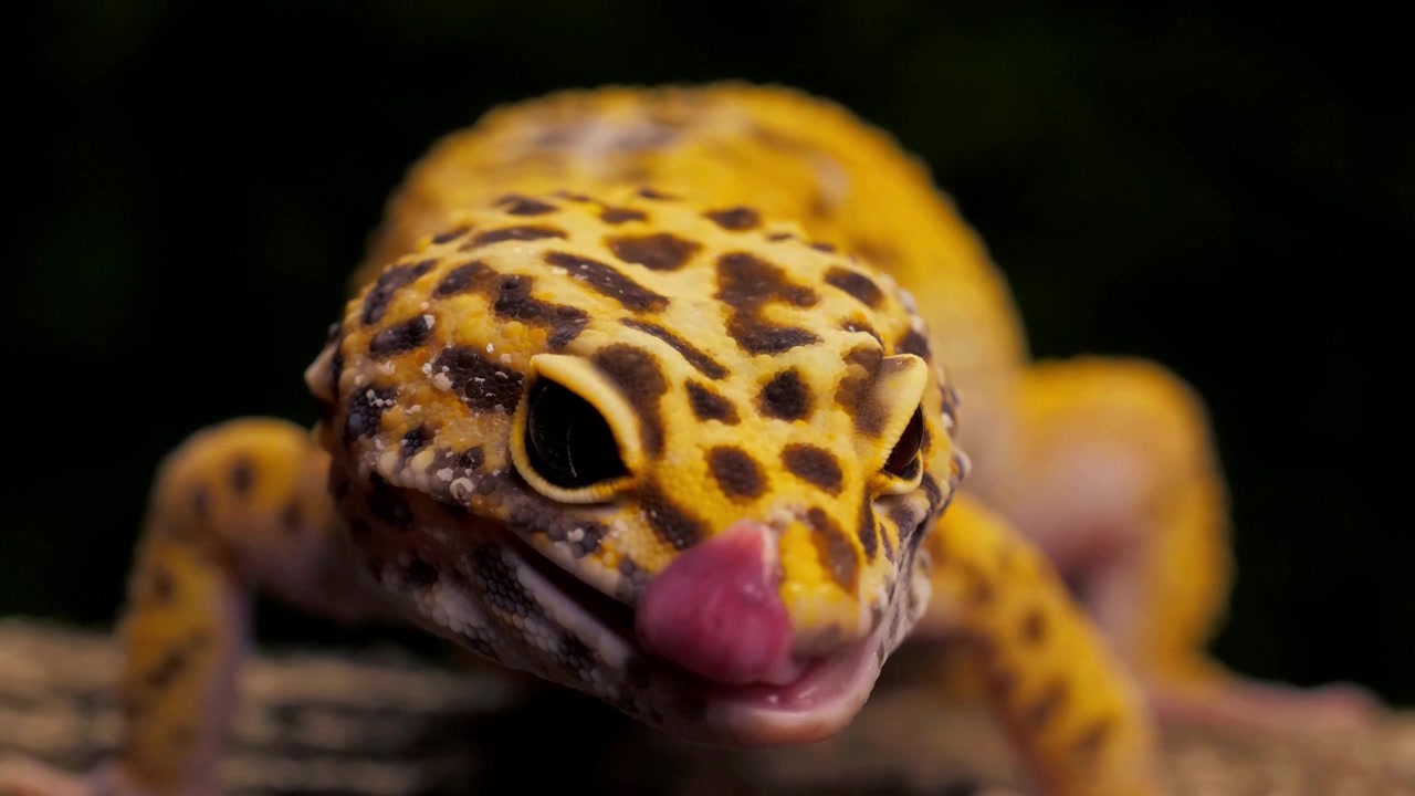 Primer plano macro de un gecko leopardo manchado de amarillo descansando sobre madera contra un fondo oscuro, mostrando los ojos del reptil, la textura de la piel y detalles de mascota exótica.