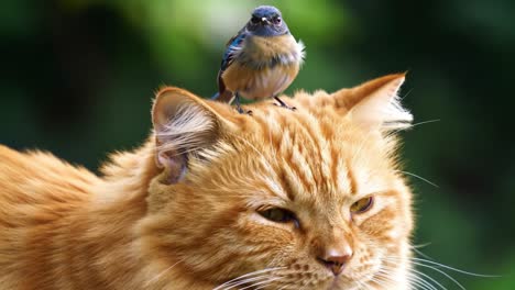 a charming encounter: a colorful bird perched on the head of a relaxed ginger cat amidst a serene natural background