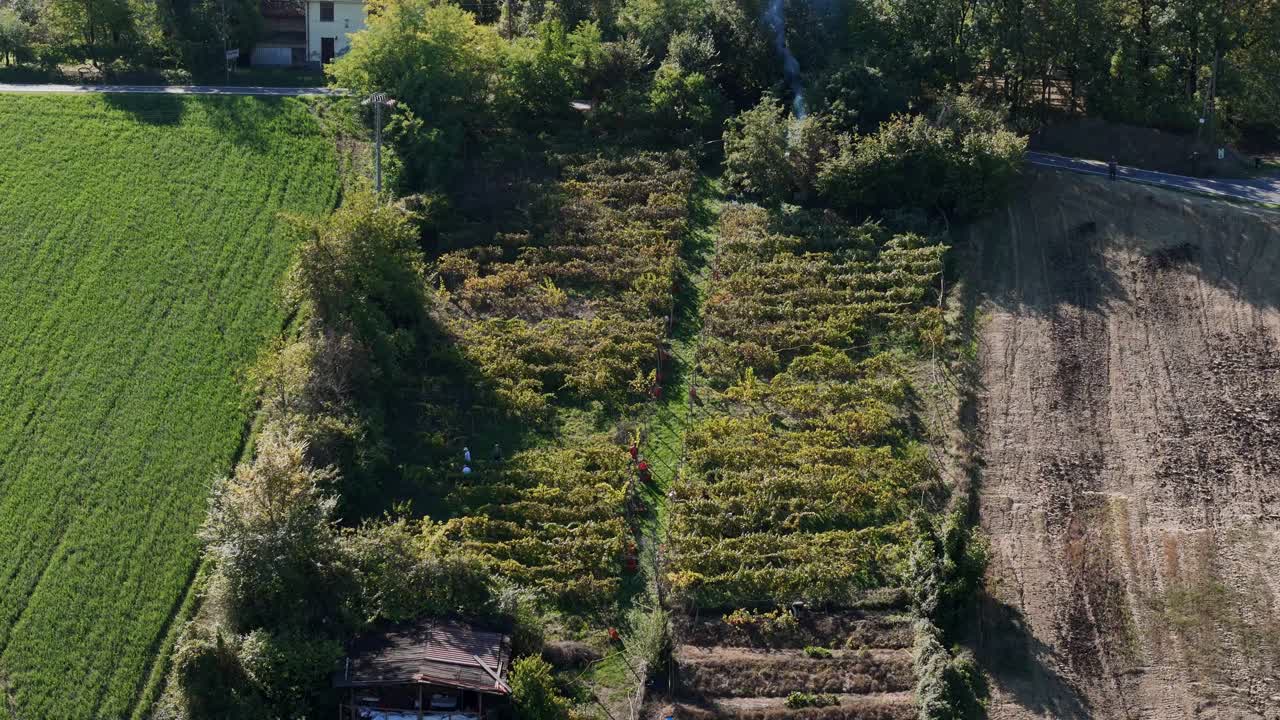 People are actively hand picking ripe grapes from rows of leafy vines in vineyard on a sloping hill, colecting fruit into red crates during traditional harvest , for local ostrugo wine produce, aerial