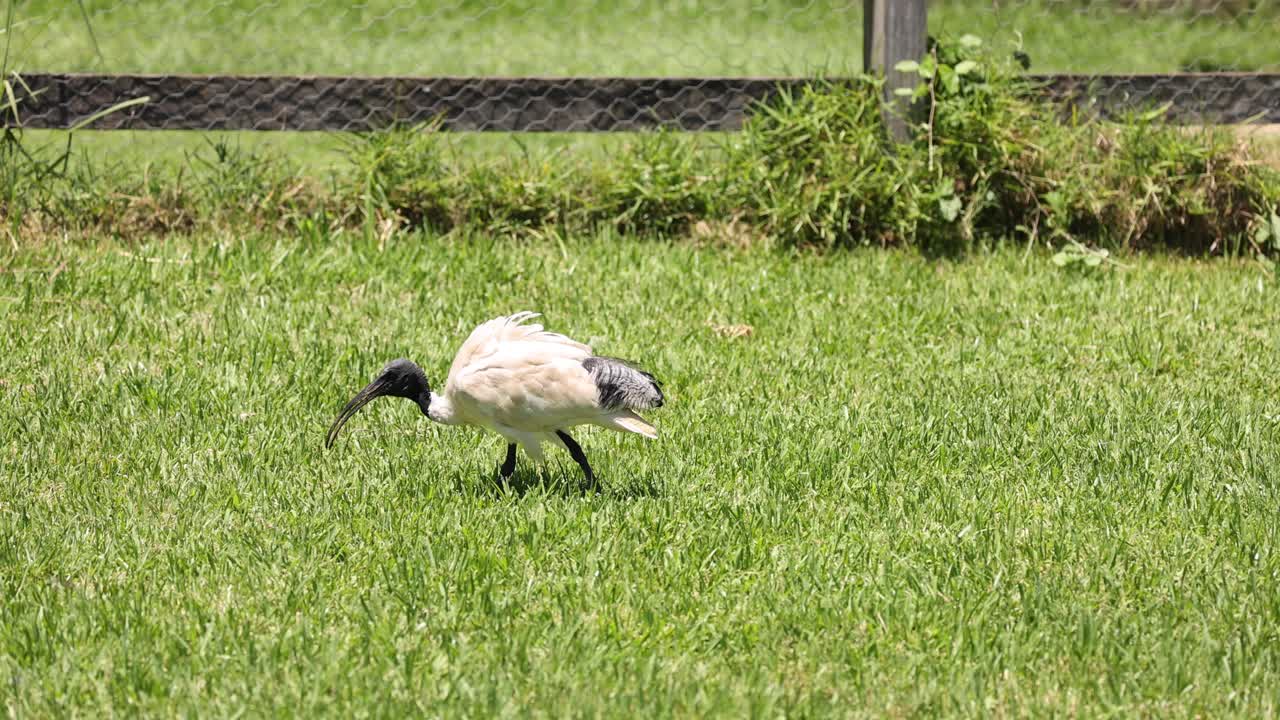 pájaro caminando y picoteando en área de hierba