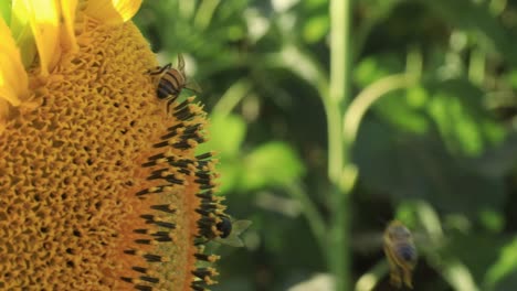 Abejas-Recolectando-Néctar-En-Un-Girasol-Maduro-Durante-El-Verano-Brasileño