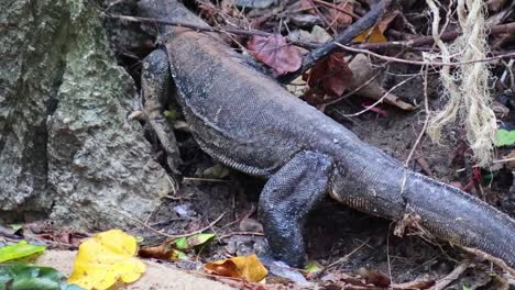 a monitor lizard moves cautiously along a rocky forest area, surrounded by leaves and yellow flowers.