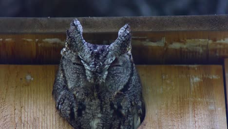 Eastern-Screech-Owl-peeking-out-of-an-owl-box