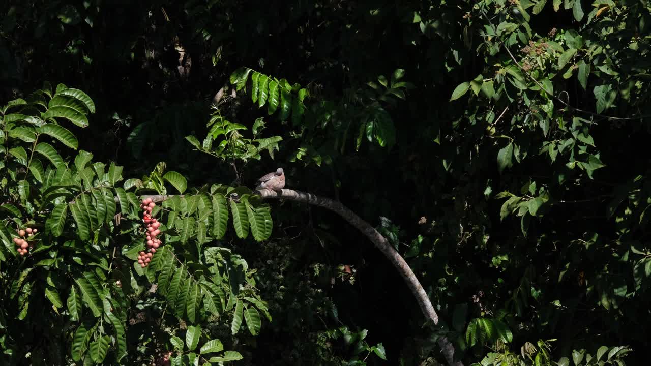paloma manchada, spilopelia chinensis vista posada en un árbol fructífero durante las horas de la mañana en el parque nacional khao yai mientras se acicalaba, tailandia