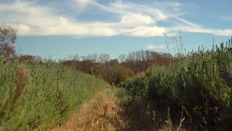 Rows-of-lavender-growing-in-fields-for-culinary-and-medicinal-uses---tilt-up-to-the-sky-during-autumn