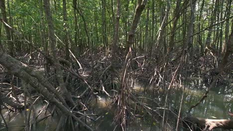 left to right tracking shot of mangrove forest in thailand