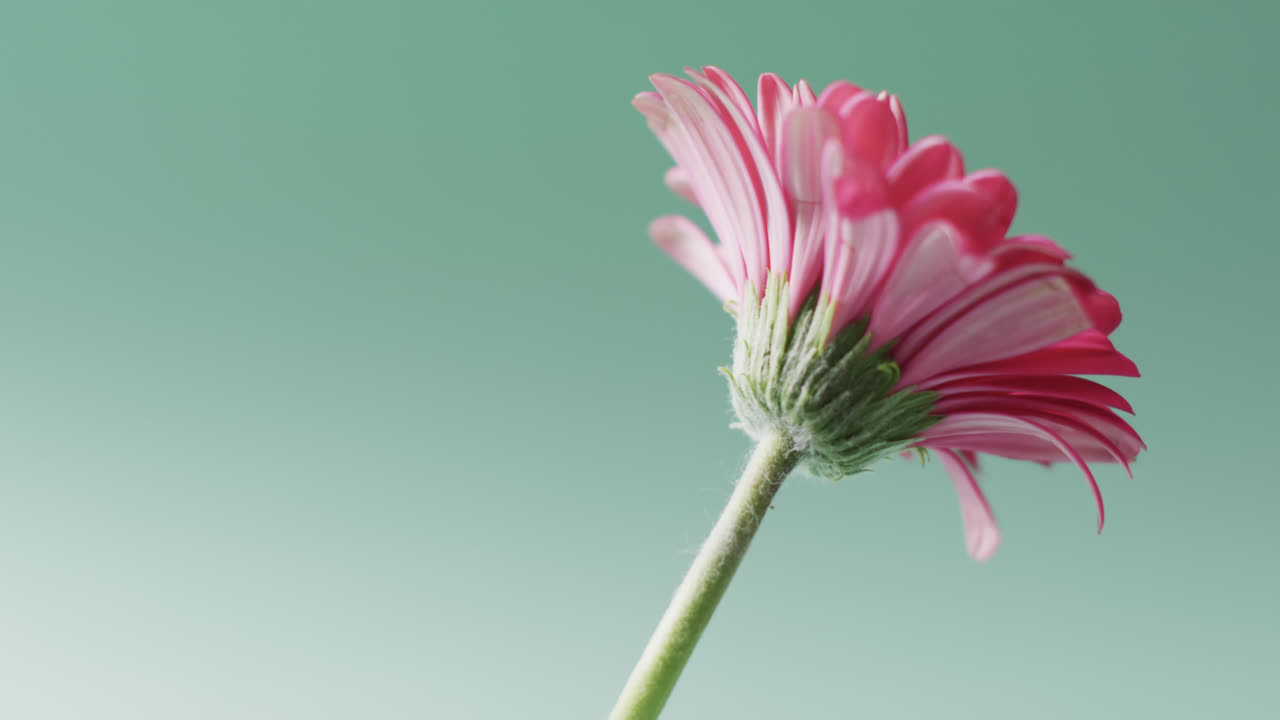 video de la flor de gerbera rosa con espacio de copia en fondo verde