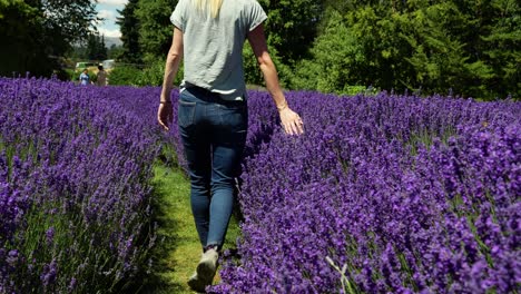 joven caminando tranquilamente a través de un vibrante campo de lavanda en un día soleado, primer plano de plantas cepilladas a mano, cámara lenta