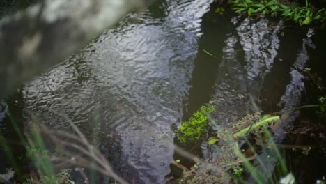 Statischer-Schuss-Einer-Schnur-In-Freier-Wildbahn