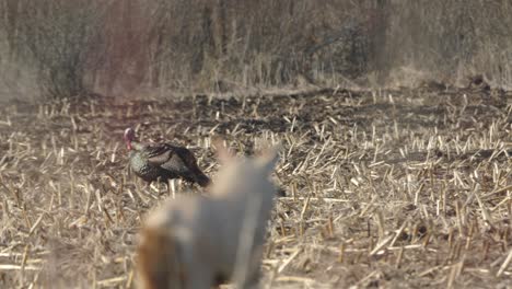 turkey walking in a field with a dog decoy in the foreground