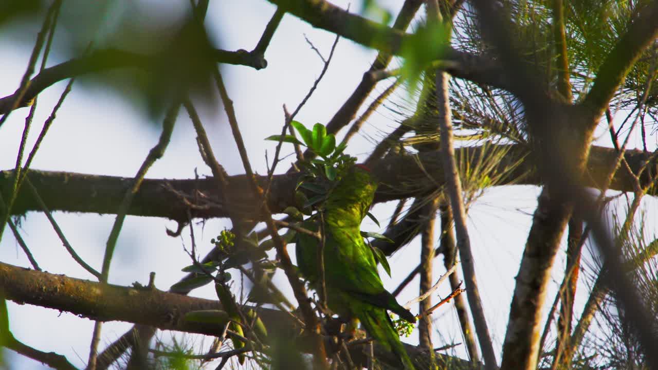 Green parrot camouflaged among dense branches in a tropical forest habitat